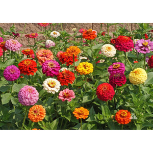 Cut & Come again Zinnias 