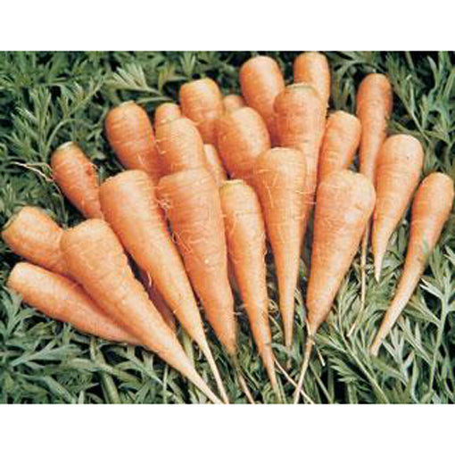 Danvars carrot seeds