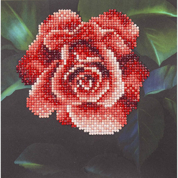 Beginner Diamond Art Kit Red Rose DMA50445