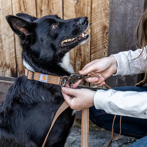 Dog using Carhartt Dual Handle Dog Leash