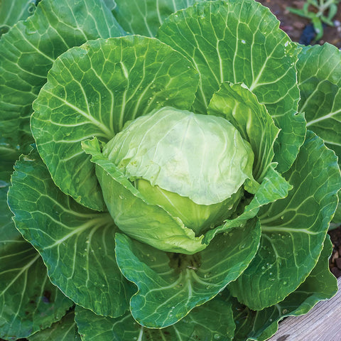 Earliana Cabbage Seed Pack 66571