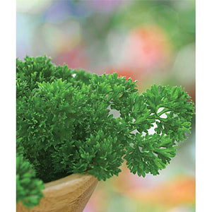 Extra Curled Dwarf parsley