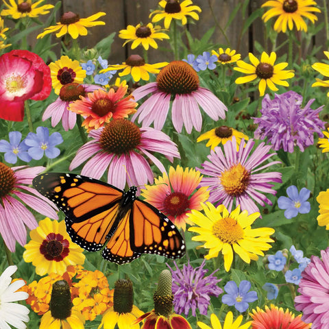 Pollinator Mix Wildflower Seeds 1368