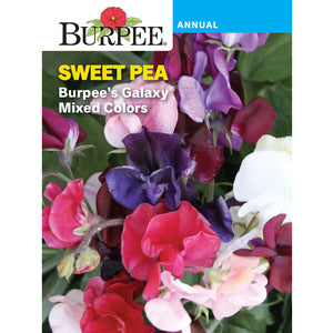 Galaxy Sweet Pea flowers