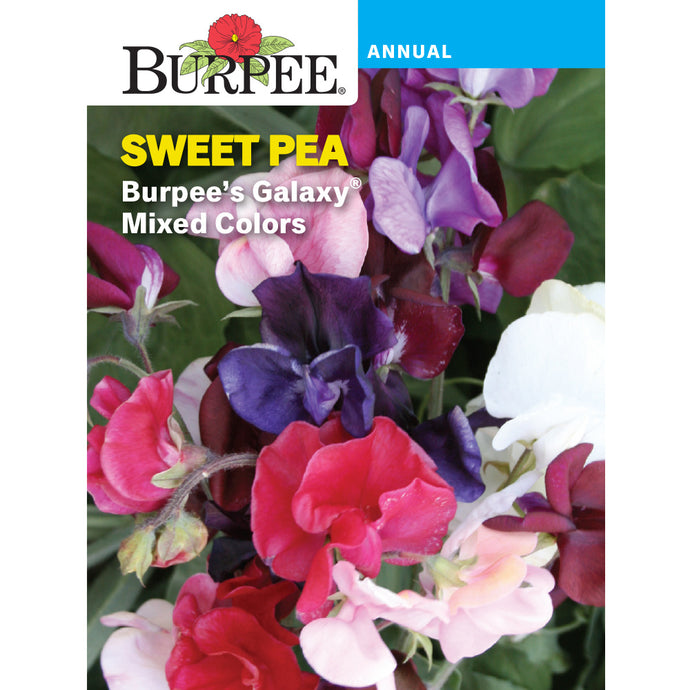 Galaxy Sweet Pea flowers