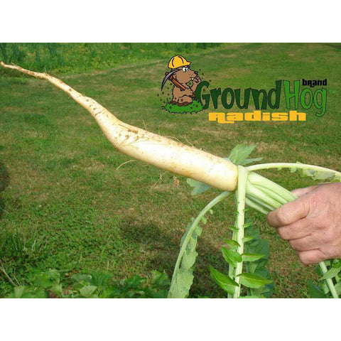 Garden cover crop