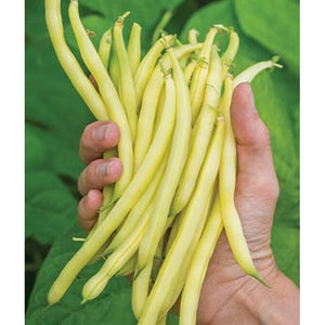 Goldrush Garden Beans