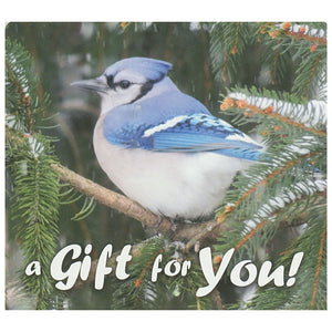 Good's Store Gift Card Blue Jay in the Snow