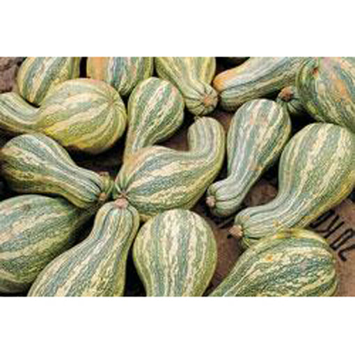 Green-striped Cushaw pumpkins