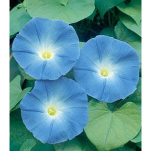 Blue Morning Glory flowers