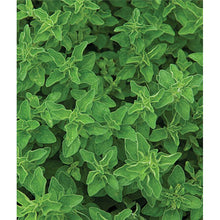 Oregano plant