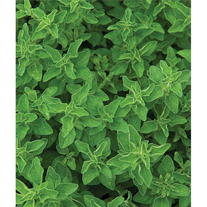 Oregano plant