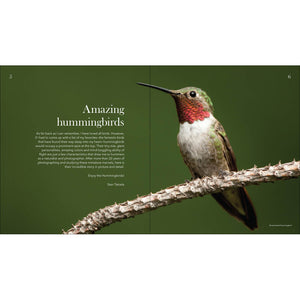 Amazing Hummingbirds