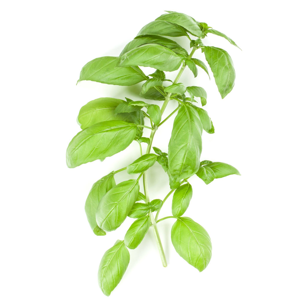 Italian Basil leaves