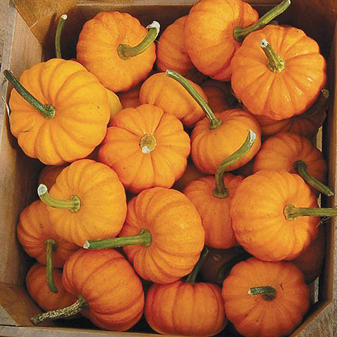 Jack-Be-Little pumpkins