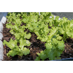 Grand Rapids Lettuce growing