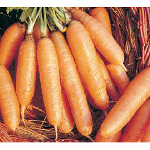 Little Finger carrots