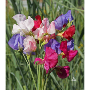 Mammoth mix sweet peas