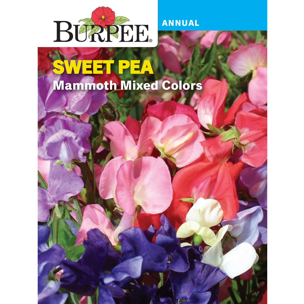 Mammoth Sweet Peas