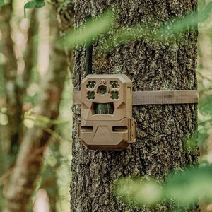 Camera Strapped to Tree