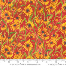 Floribunda Collection Blackeyed Suzie Q Cotton Fabric 39805 orange background