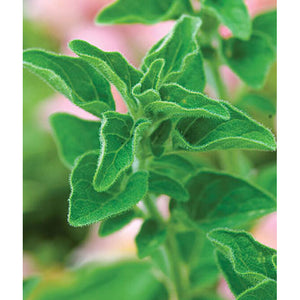 Oregano herb