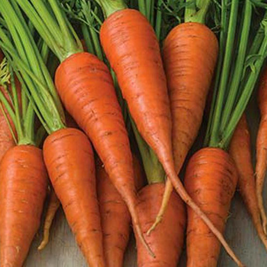 Bunch of carrots