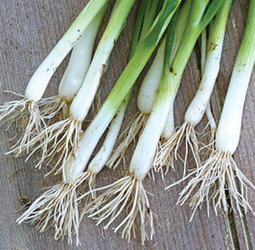 Organic green onions