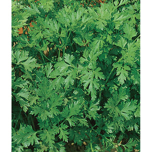 Organic parsley 