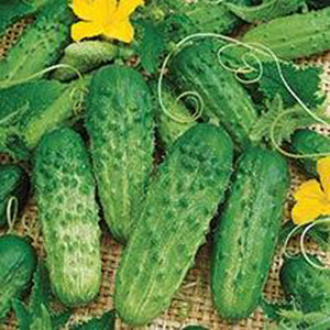 Pick A Bushel Cucumbers