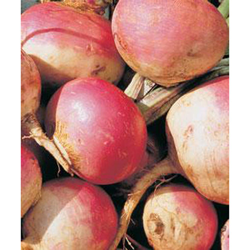 Purple Top White Globe Turnips