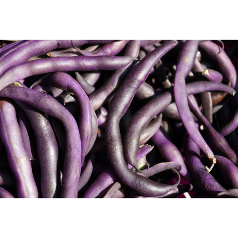 Royal burgundy beans