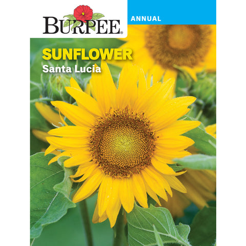 Santa Lucia Sunflower seed pack