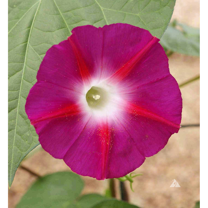 Scarlet O-Hara Morning Glory flower