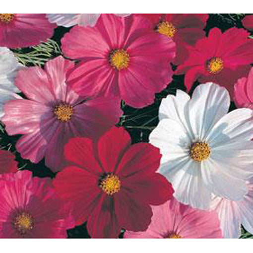 Sensation mix Cosmos flowers