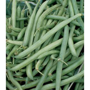 Slenderette green beans