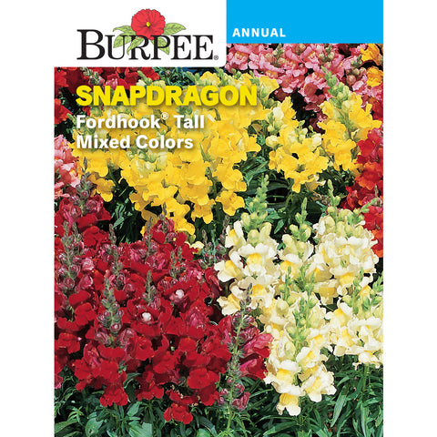 Snapdragon flowers