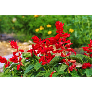 St John's Fire Salvia flowers