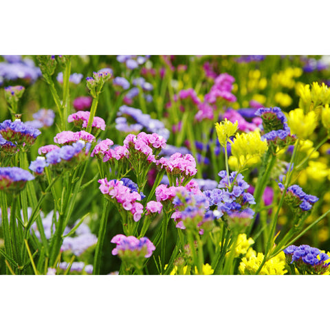 Sinuata Statice mix flowers