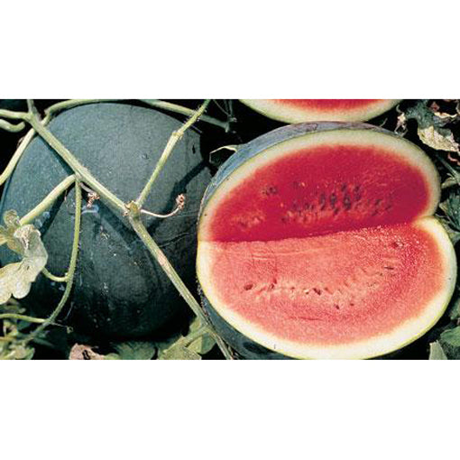 Sugar Baby Watermelon seeds