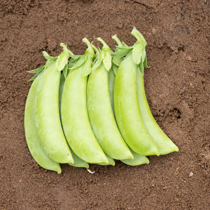 Cascadia Sugar Snap Pea Seeds 1758