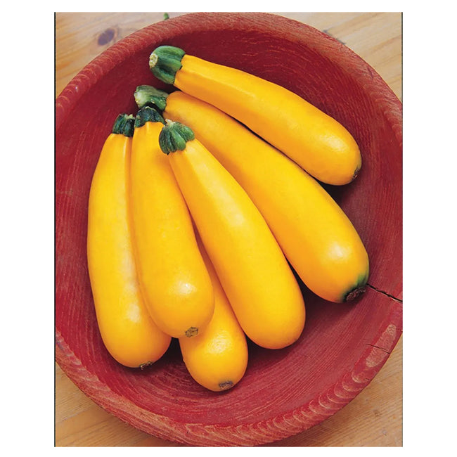 Golden Summer Zucchini Squash Seed Pack 53178