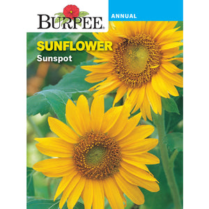 Sunspot Sunflower seed pack 