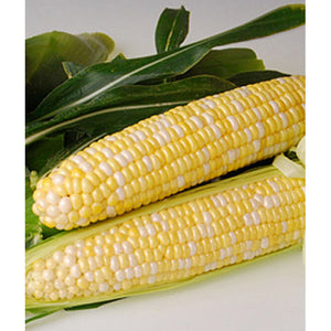 Bi-color sweet corn