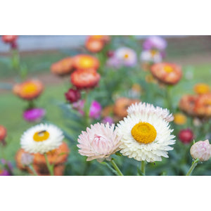 Tall Mix Helichrysum Strawflower seeds