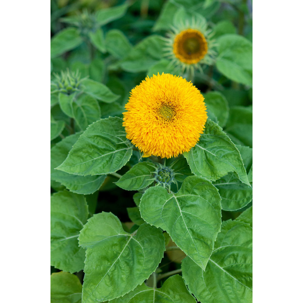 Teddy Bear Sunflower seeds