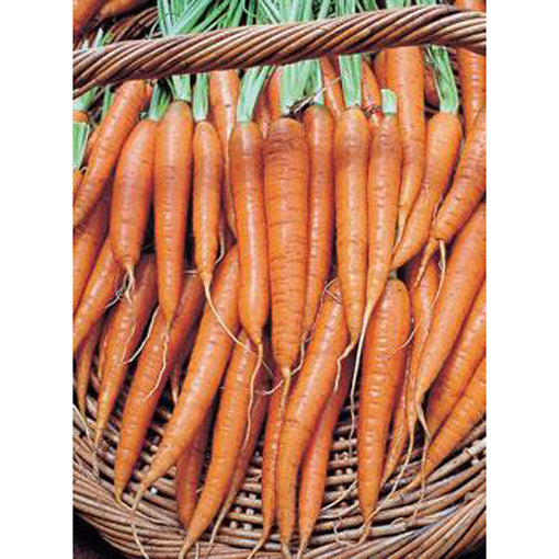 Tendersweet carrots