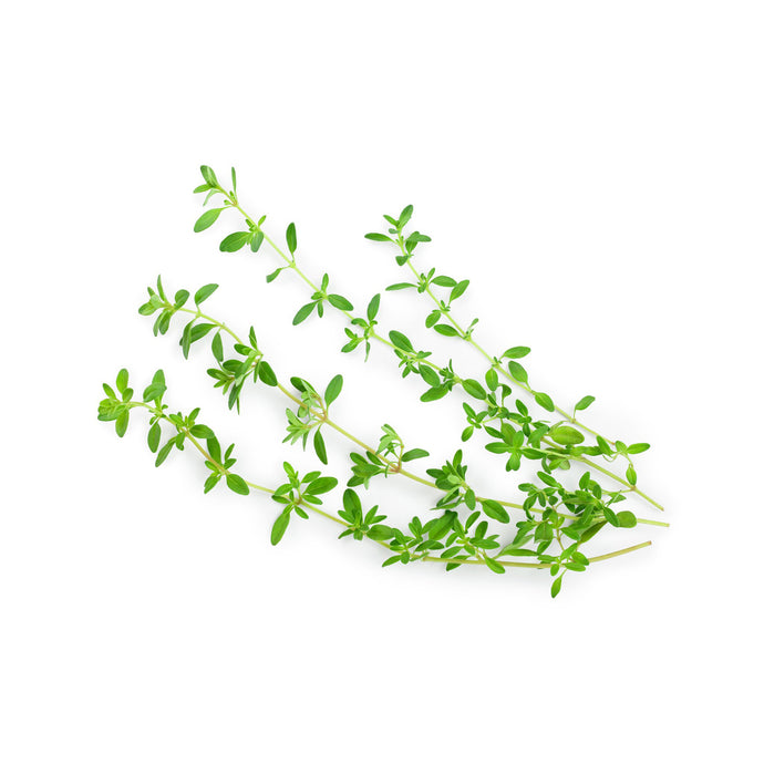 Thyme plant