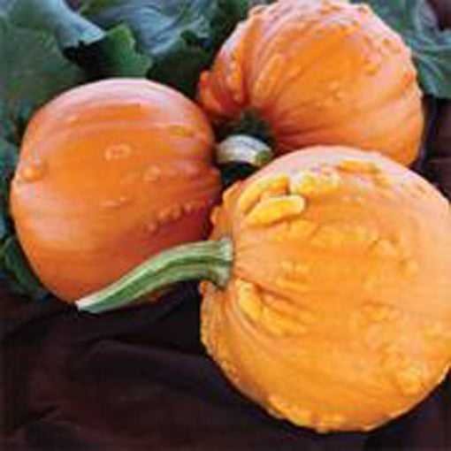 Toad pumpkins