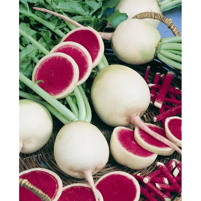 Watermelon Radish